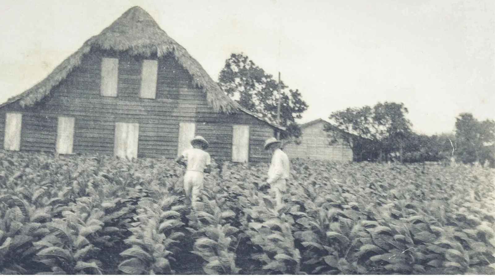 Tobacco field and curing barn, Vuelta Abajo, Cuba, 1865